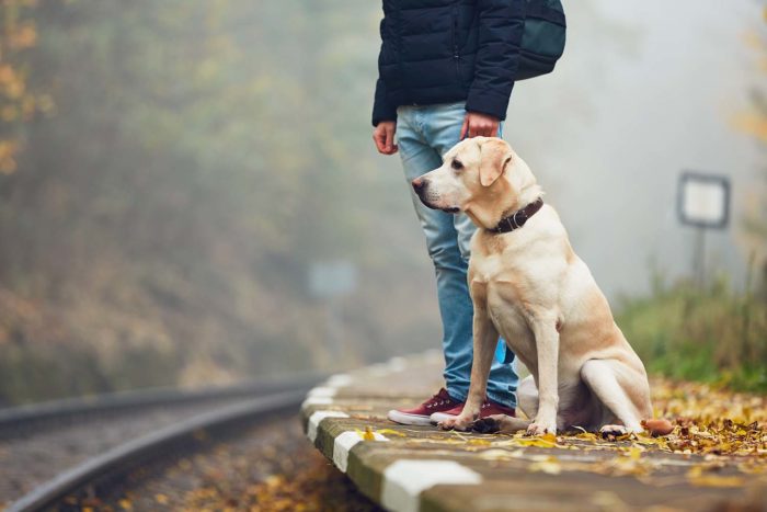 In viaggio con il cane. Consigli per treno, aereo, carpooling e pullman