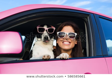 animali in auto