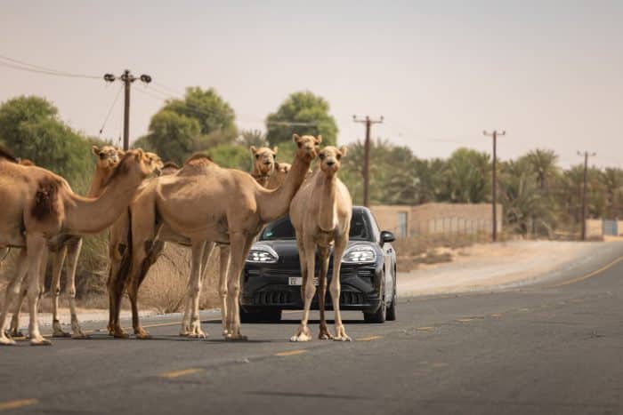 Porsche Cayenne elettrica test estremi e sviluppo digitale 10 700x467