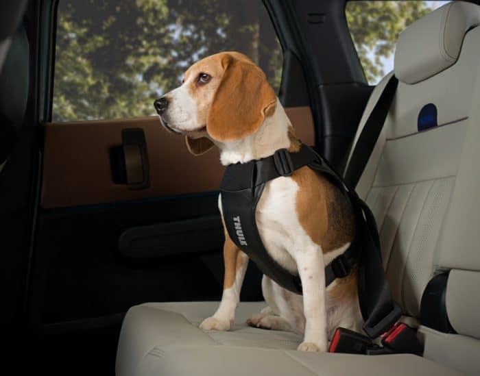 Thule 2026, 5 accessori per la neve tra stile e avventura 5 Thule Cappy 3 e1769578736891 700x549